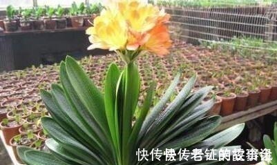 养花就浇“1种水”，盆土不板结，叶绿花还多，比施肥强得多！