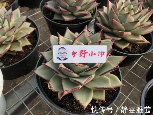 冬季养多肉，了解怎样“懒”怎样“勤”，冬季多肉才会美美哒