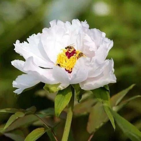 踏春赏花 乐至新网红地诞生 这个牡丹花田美到让人心醉 快资讯