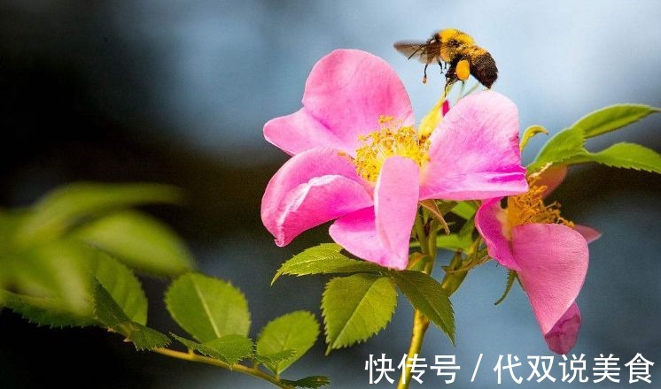 寒性|自己“晒干”的蒲公英,能当茶泡水喝吗有什么“禁忌”吗