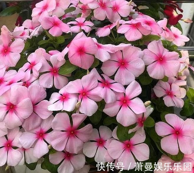 长春花|二月初二，家中养上4种“富贵花”，开花吉祥又喜庆，时来运转