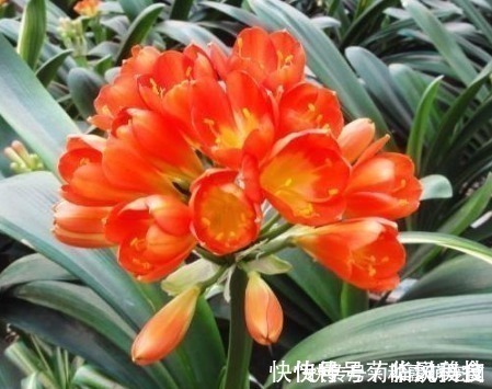 君子兰君子兰|“3种花”不要随便送人,多养几盆在家,不仅旺宅还招财!