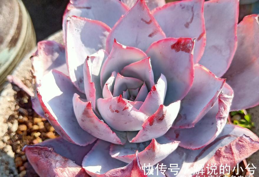 多肉繁殖方式一网打尽,学会后想怎么玩都行,1年之后还能变大户