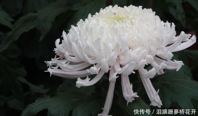 小女子|喜欢菊花,不如养盆“玫瑰精品”全美魔术,似羞涩少女,情窦初开