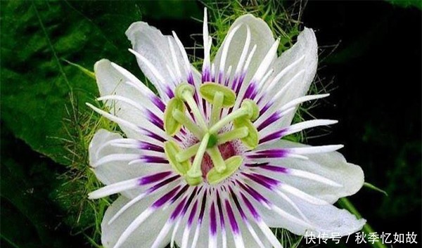 此花十分娇艳芳香四溢,是一种令人畏惧的吃人植物,代表着迷乱