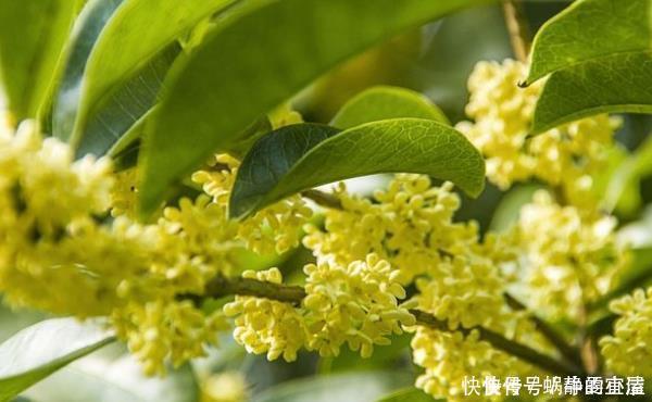 这花能飘香十里,家中种植一棵准没错了,忠贞之士是高尚的象征