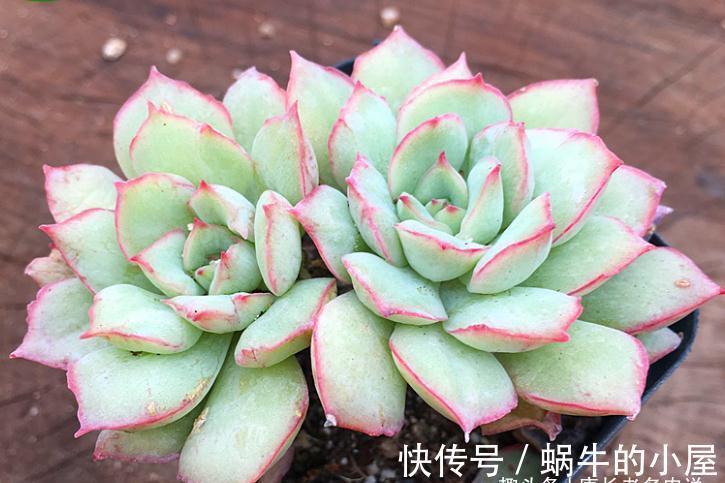 养肉路上处处坑,加州女王居然是这种多肉,不了解就掉坑里了