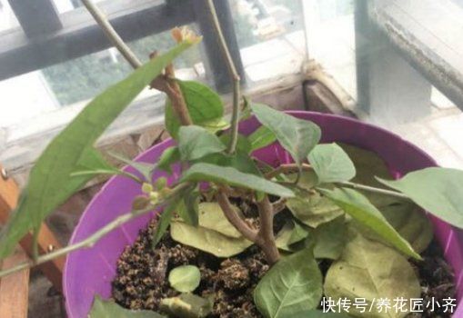 三角梅|如果三角梅变成光杆，4个原因会引起落叶，遇到用点技巧就能恢复