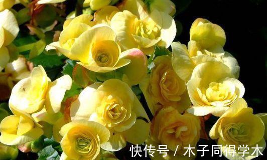 花朵|8月5日-8月20日，庭院选这几款花，非常容易爆盆，花朵粉嫩丰腴