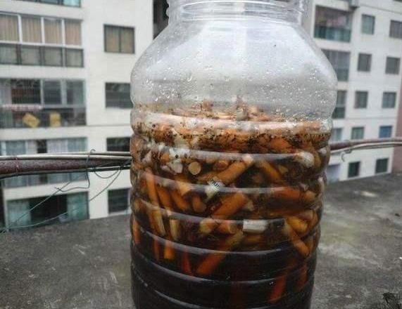 灰烬|养花容易生虫,教你用家中“3种灰”,做出“杀虫水”,快学一学