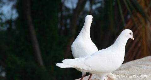 淹死|为什么老人说“杀鸽子不能放血, 要直接用水淹死”