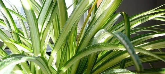 夏天|夏天给植物来个鸡蛋,疯狂爆盆,叶子绿到流油