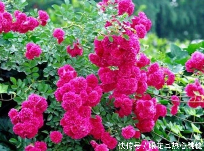 4种花一养就养爆，开花不断，花朵多又艳，直接变成小花园