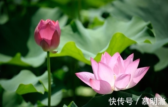 桃花开|7月7日开始，4属相运势如虹，贵人来、桃花开，福运亨通