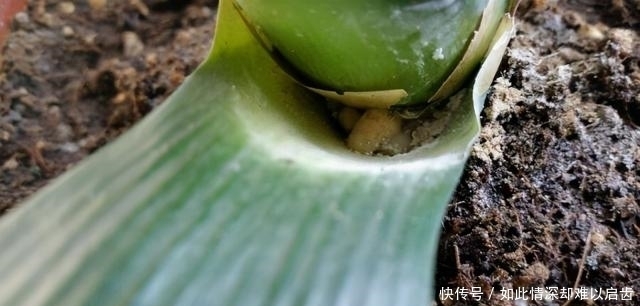 花盆|君子兰出现5个“症状”,就算是夏天,也建议您及时翻盆