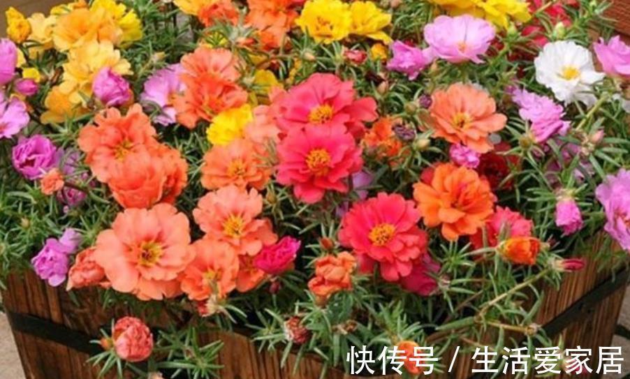 公认的3种懒人花,生性强健颜值高,随便一养开爆花,适合新手