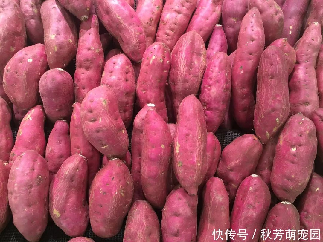 苹果|人称“地下苹果”,国外人当作重要粮食,国内盛产却只当蔬菜吃