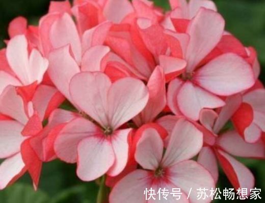 盆花|新手养花,不如养盆花中精品“盘龙扶郎”,似藕粉金桂,绚丽秀气