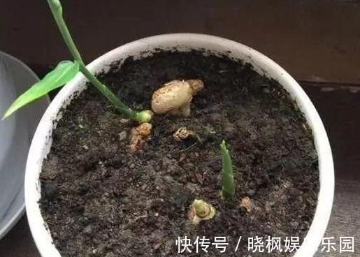 阳台上|怕生姜涨价？年年如此栽种一盆，开花能驱蚊蝇，结果多到吃不完