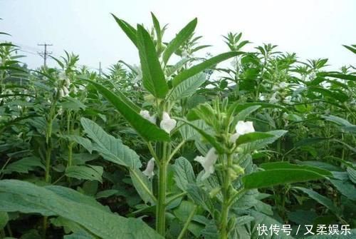 很多人只吃种子,实际上叶子才是宝贝,现如今20元1斤供不应求