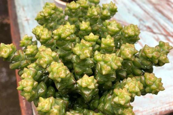 公认的叶插能力很强的10种多肉，新手放心养，轻松变成多肉大户