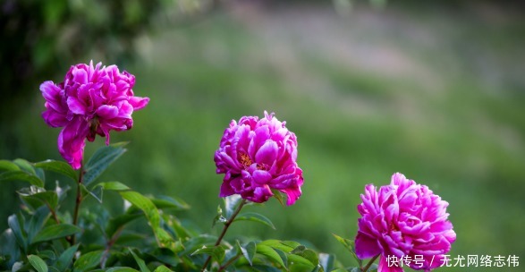 雍正|一个家庭在落败之前,家里会出现这些“特征”,早知道早好