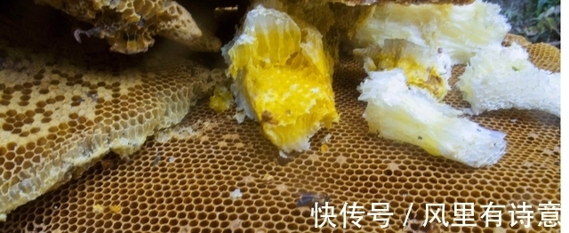 采蜜人|喜马拉雅悬崖上的采蜜人:百米高空拿命采蜜,每公斤蜂蜜卖2万元