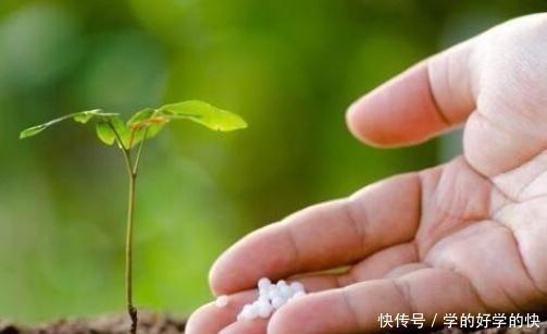 植物|别再用淘米水、大豆水养花了,喂点“这颗粒”,肥效足,生长更快!