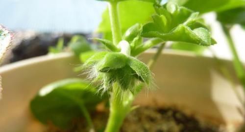 入冬后，扦插这4样植物，成活率高，来年还会开出漂亮的花