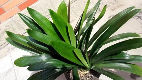 都知道啤酒养花好，然而，没掌握住“浓度配比”却会出大事