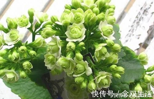 花卉|最罕见的花卉,花色新奇,好养易活,是一款爆盆神器,值得拥有