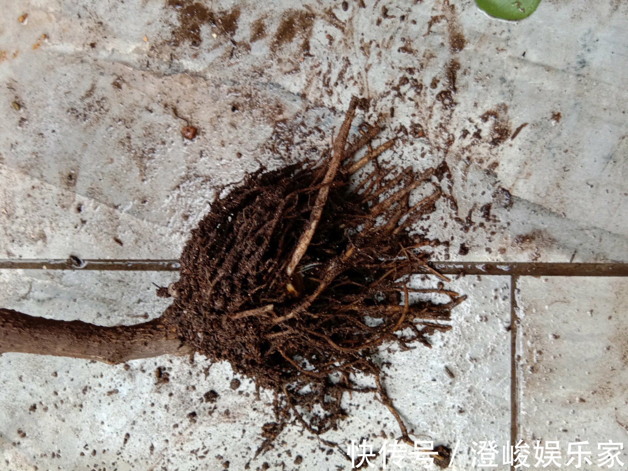 月季|养月季病虫害太多花匠推荐养“这种”花，不生病、花期150天