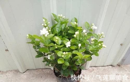 “最厉害”的养花营养液,给茉莉花喝一勺,新叶花苞一起长