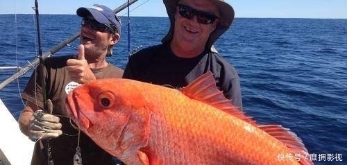 诱饵笼|放长线沉底钓的装备和钓组结构,爱钓大鱼的你别错过