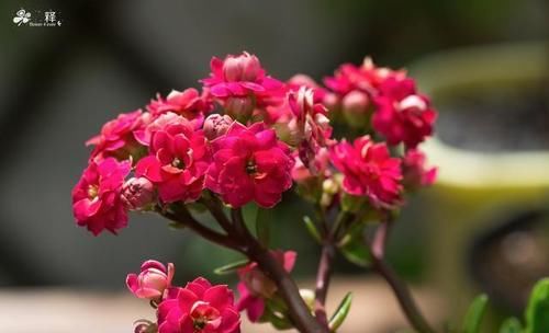 长寿花的叶子怎样才能养的跟手掌一样大？如下图？