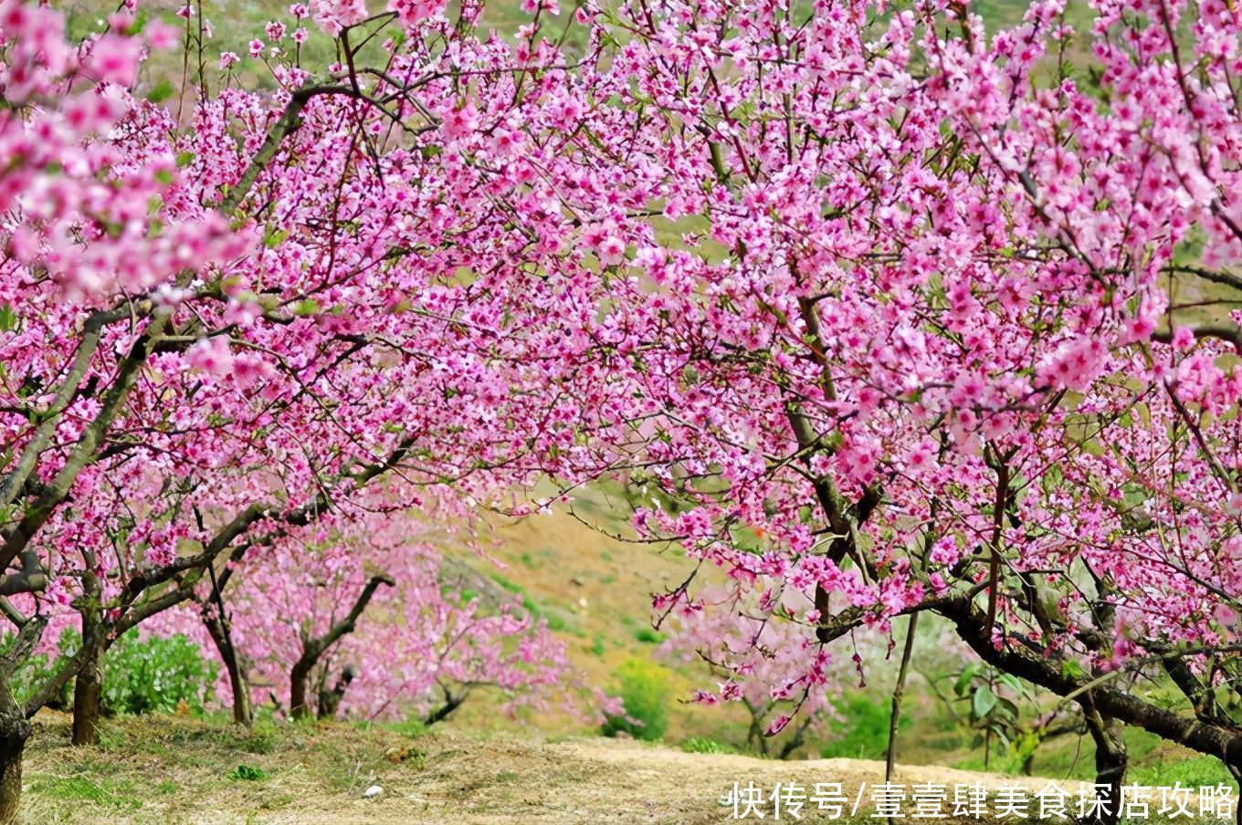 老年|成都三生三世野桃花怒放，粉色的十里桃林里飘落，满足无数少女心