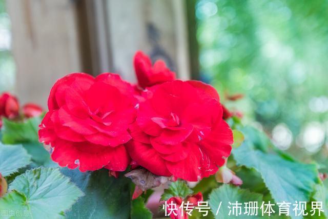 茎杆|老花匠直言:5种花建议去当地花市购买,能不网购尽量别网购