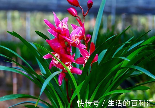 花色艳丽，香味浓郁，好种植爱开花，人称“兰中贵妃”，值得收藏