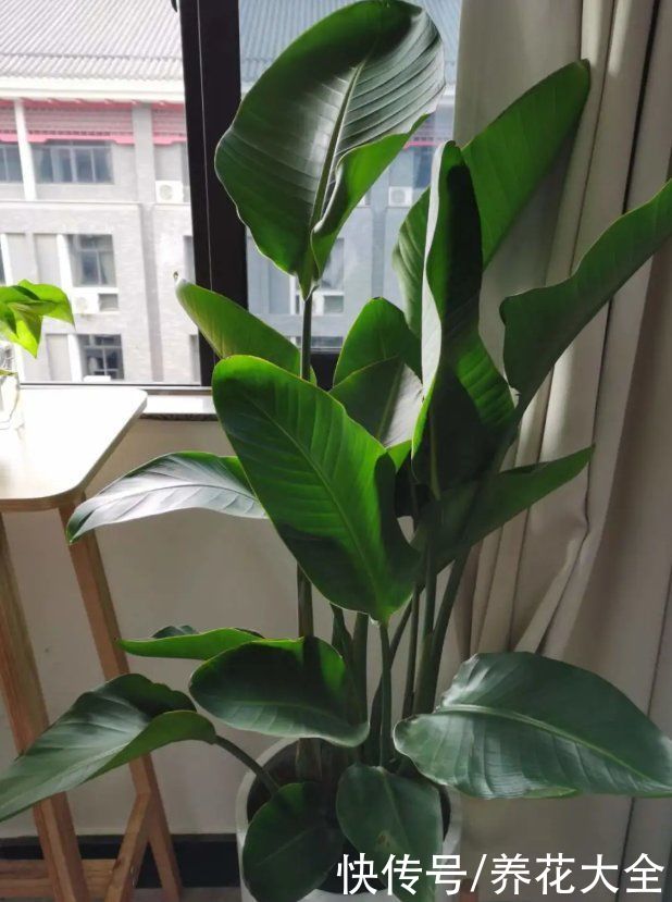 10种花越高越值钱,能长到2米,大高个霸气镇宅