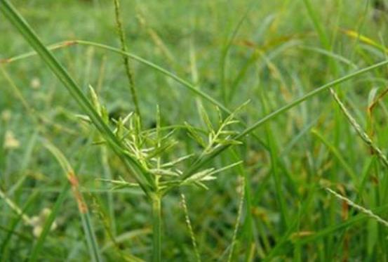 止痛|别当杂草除掉了!如今是珍贵野生草药,对女性用处极大!