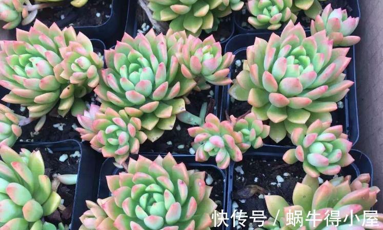 皮实|多肉中的“普货”马库斯,好养又漂亮,于新人而言却是“精品”