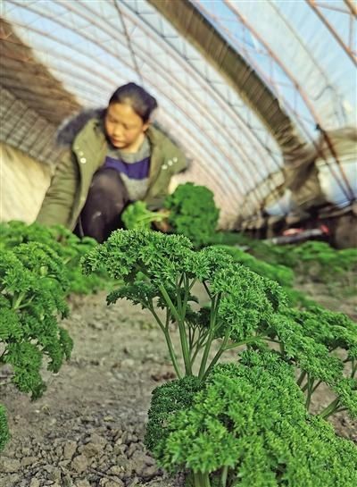 开心|“开心农场”让家乡父老开心挣钱