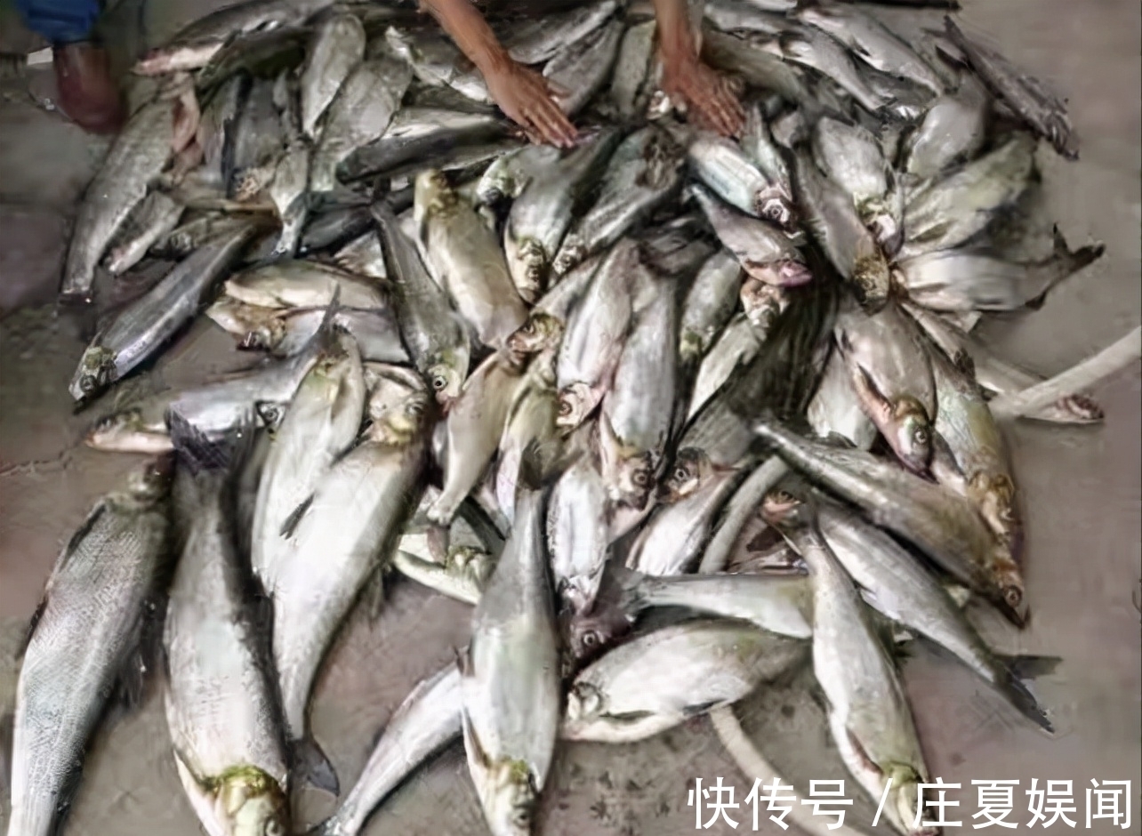 泥鳅打窝没任何害处，全是编的瞎话？钓友：泥鳅党三天能毁一条河