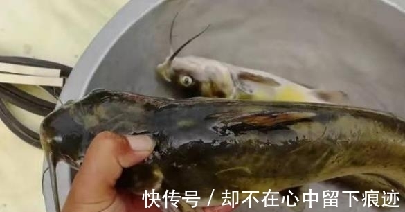 小鱼|“对付”黄颡鱼我从不手软,一周钓上五六次,每回钓完都不想收竿