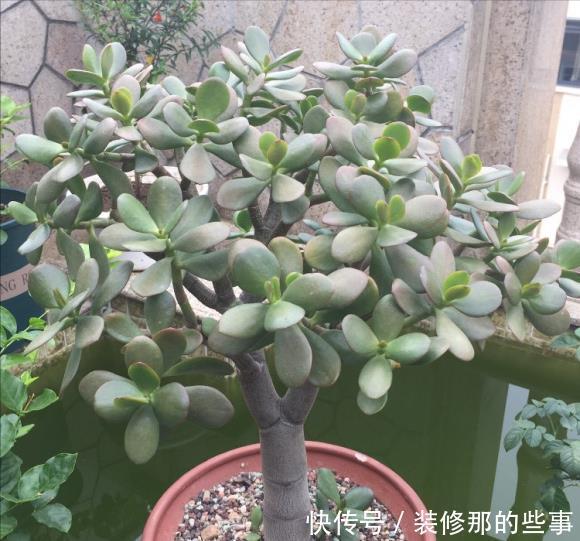 玛格丽特|8种漂亮花,夏天“少浇水”,浇一盆烂一盆,后悔也晚了