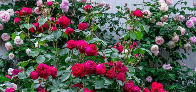 耐寒|全年开花，花美又香甜，花量巨大，好养的盆栽，耐寒耐热不生病