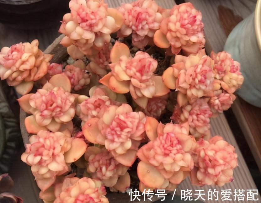 渐入深秋，多肉盆栽不能再搁置在这几个地方了