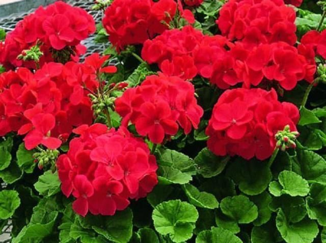 不停|养花还用操心这5种花你肯定没养,一年四季开不停