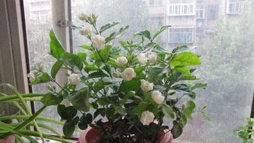 异味|夏天家里养这几种花,散发出的香味清新自然,能够去除家中异味