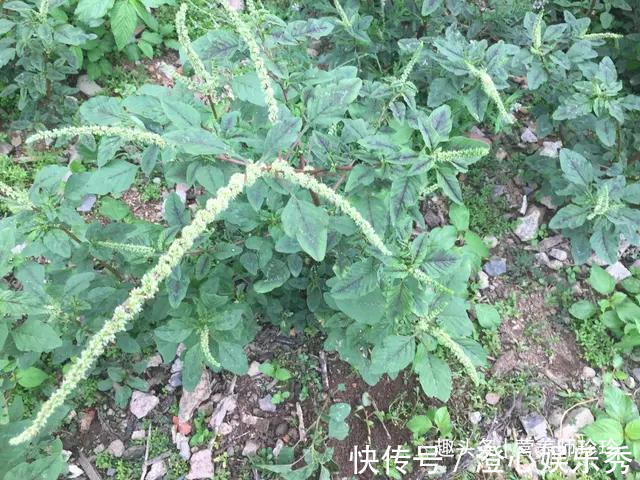 去湿|农村一种野菜，浑身是刺，越老越多人爱，煲汤很甘甜，去湿效果好